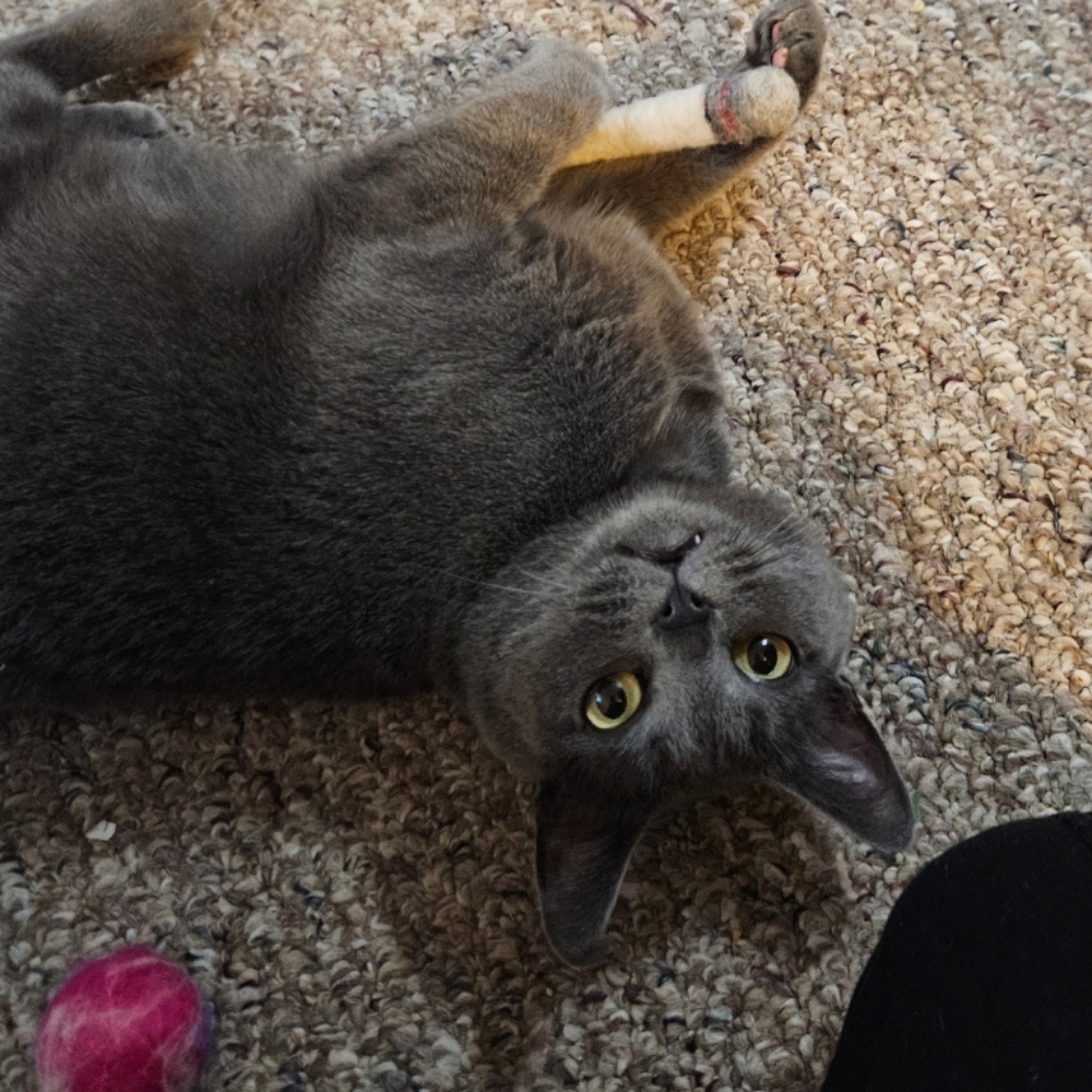 100% wool felt smoke cat toy - Picture 3 of 6